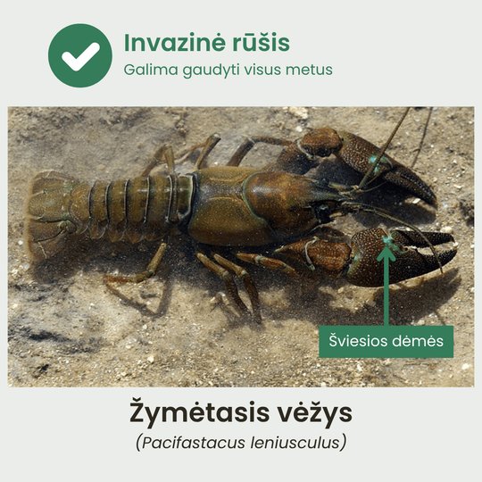 Žymėtasis vėžys
