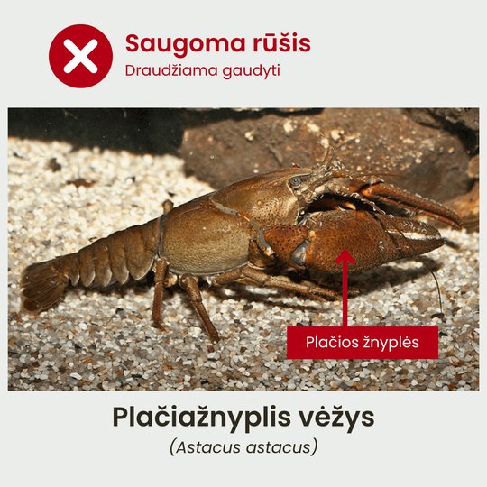 Plačiažnyplis vėžys