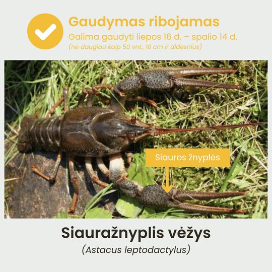 Siauražnyplis vėžys