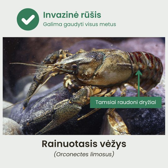 Rainuotasis vėžys
