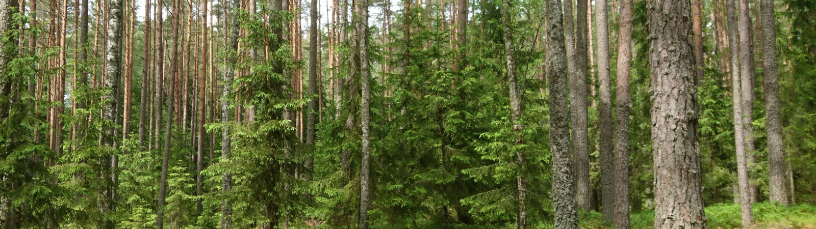 Miškas (asociatyvi nuotrauka)