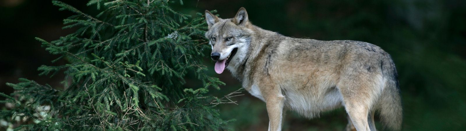Vilkas (Canis lupus)