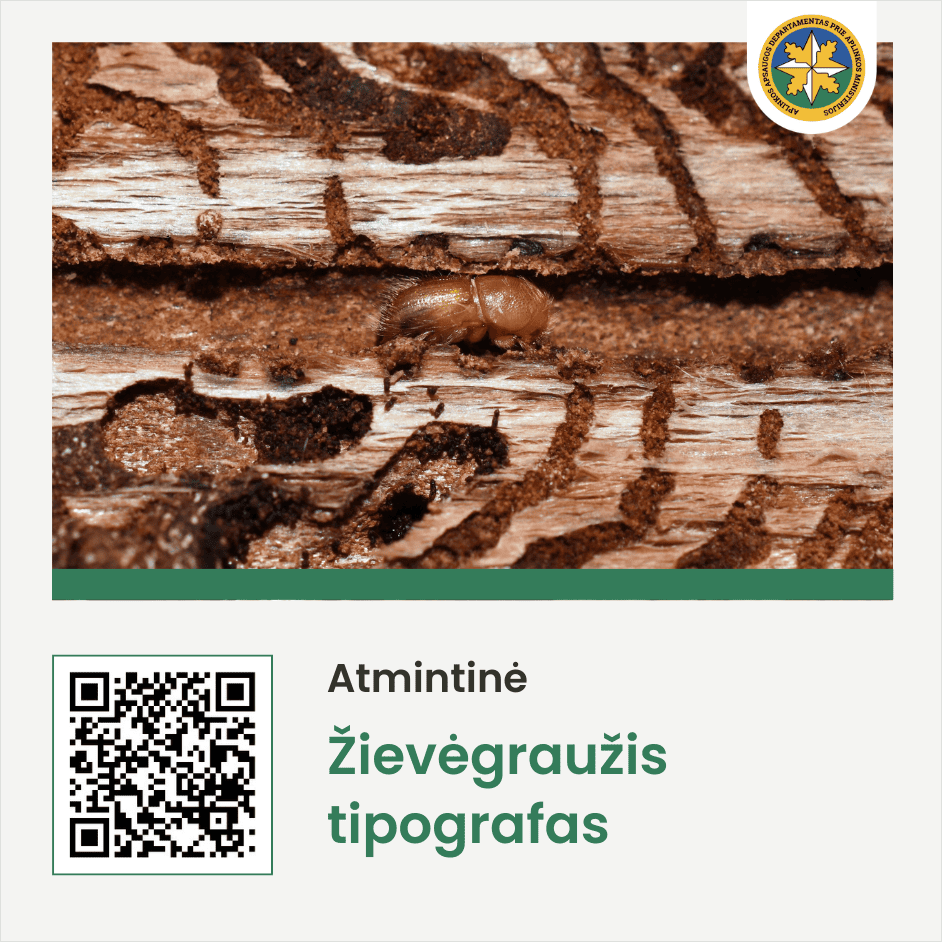 Žievėgraužis tipografas (atmintinės OR kodas)