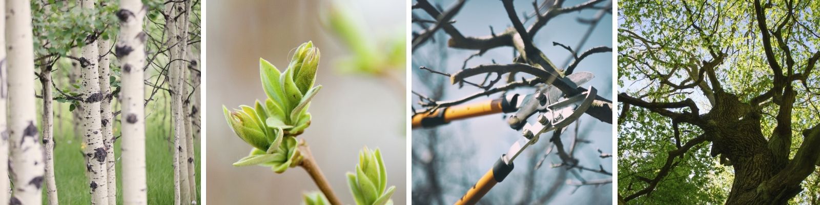 Želdiniai (asociatyvi nuotrauka)